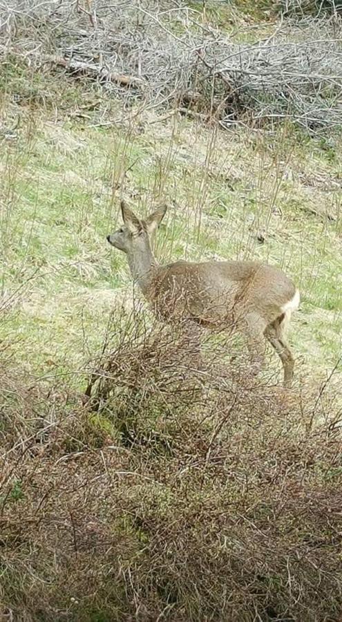 Ferienwohungen Im Kuchersbach Hornberg Eksteriør bilde