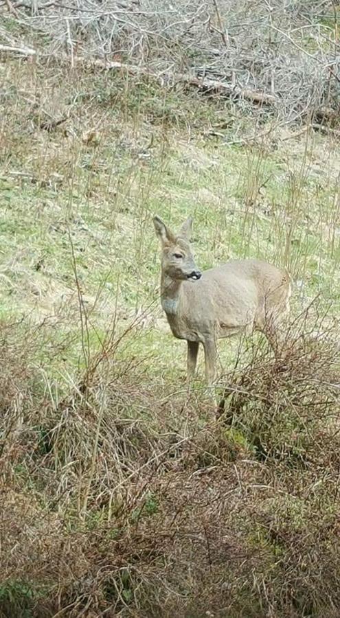 Ferienwohungen Im Kuchersbach Hornberg Eksteriør bilde